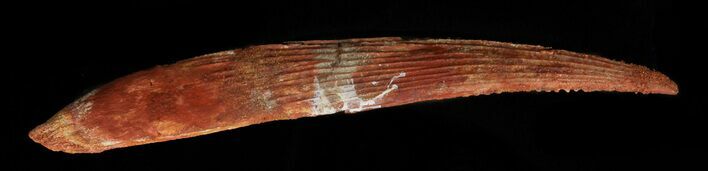 Hybodus Shark Dorsal Spine - Cretaceous #49543